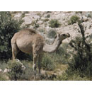 Madinaharabic.com lesson image