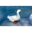 Madinaharabic.com lesson image